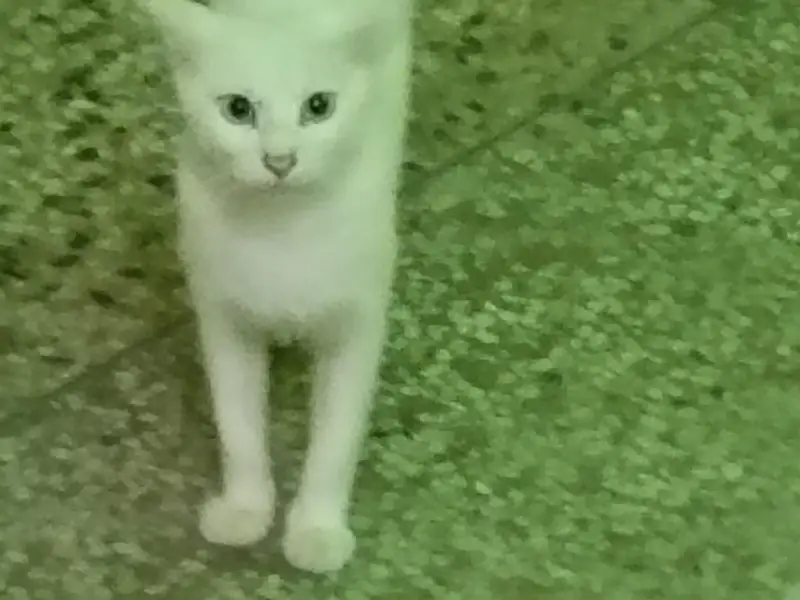 Persian double coated cat and kitten — photo 8