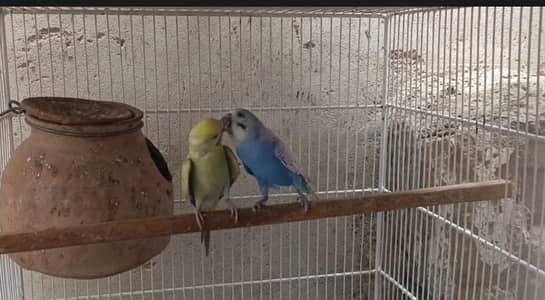 Rainbow pair