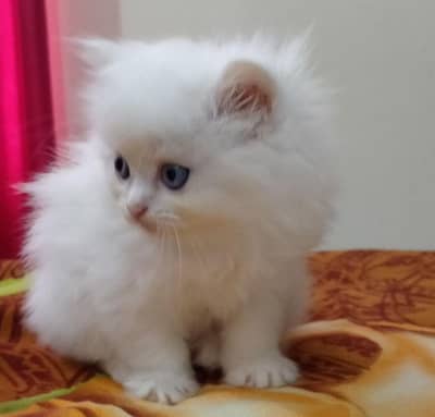 Persian kittens