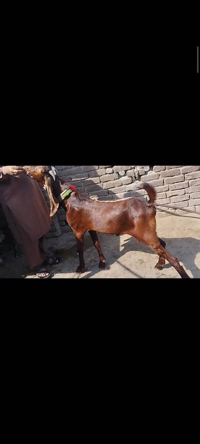 Ambrsari breeder male
