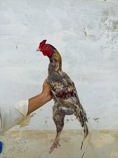 Aseel Murga For Sale.