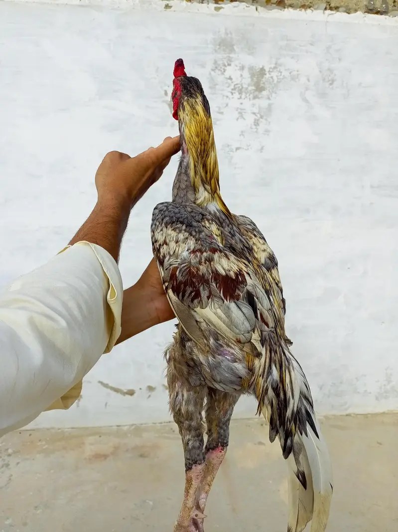 Aseel Murga For Sale. — photo 4