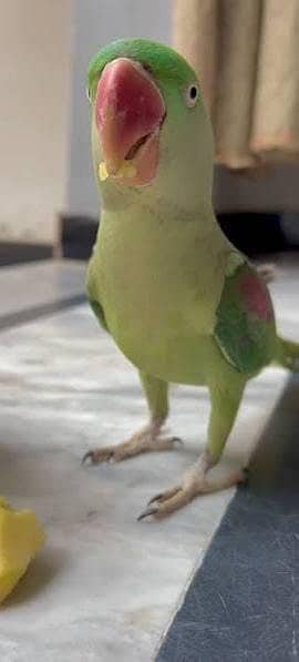 hand tame raw parrot, Kashmiri, Alexander