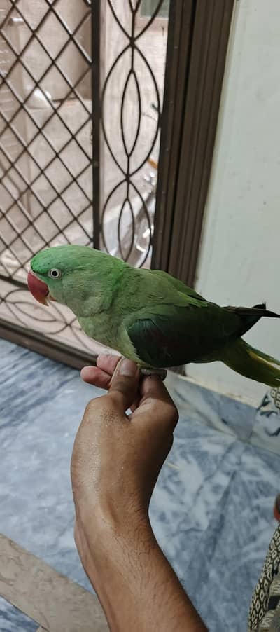 Raw parrot for sale
