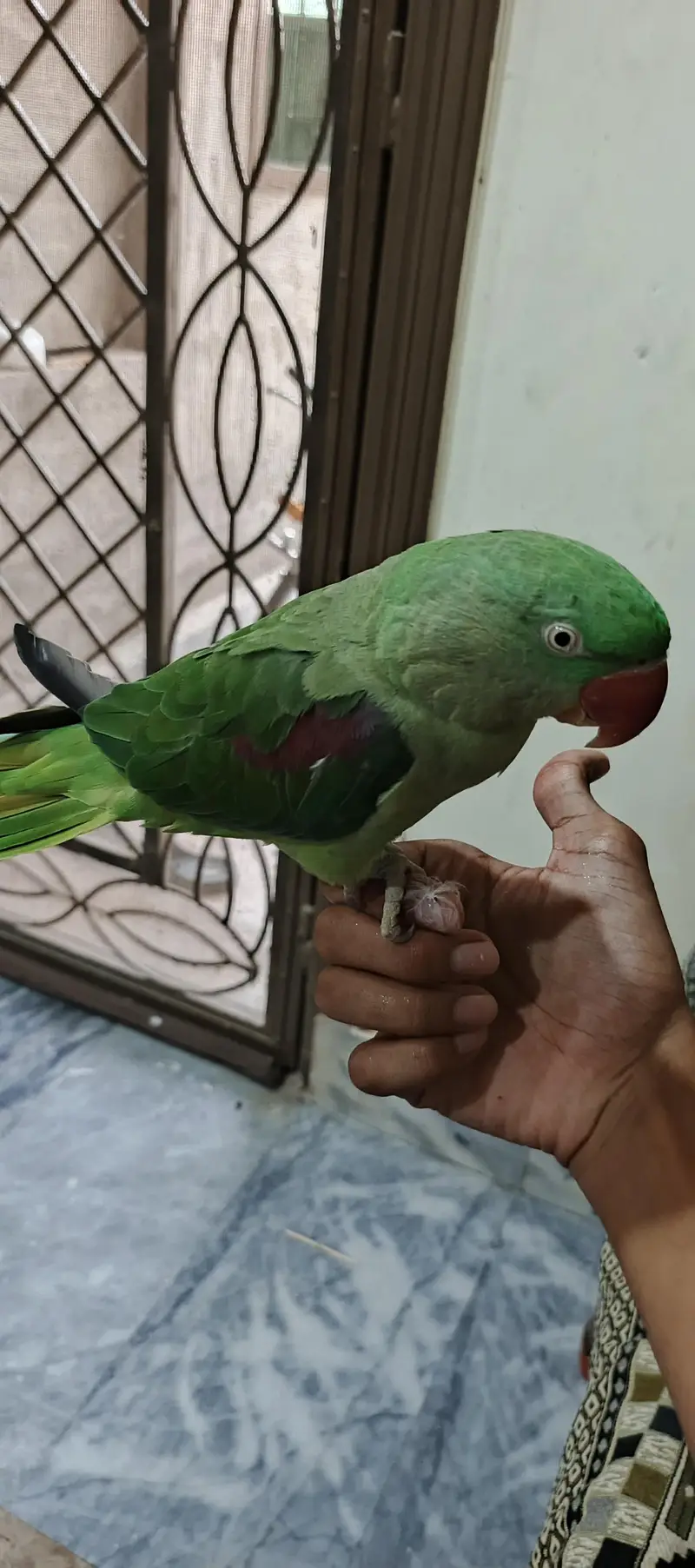 Raw parrot for sale — photo 2