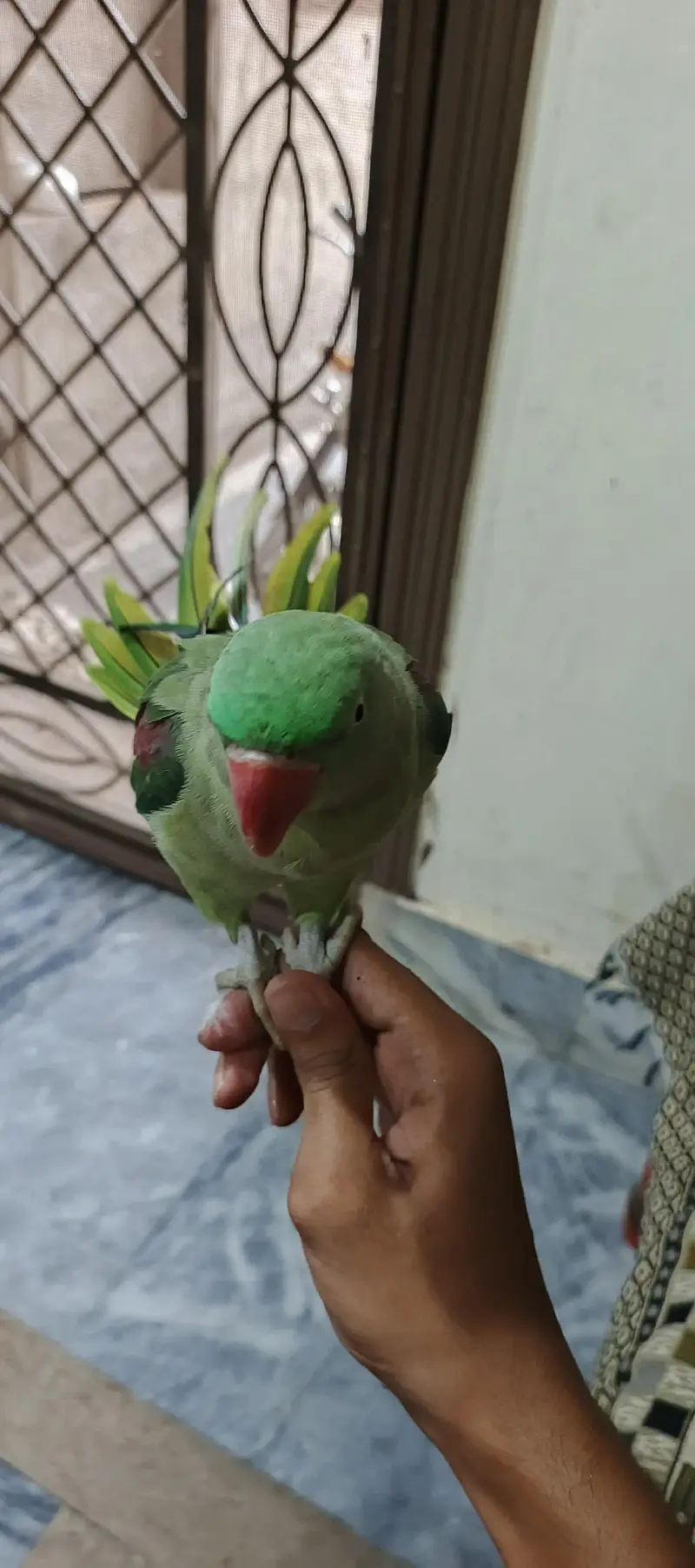 Raw parrot for sale — photo 3
