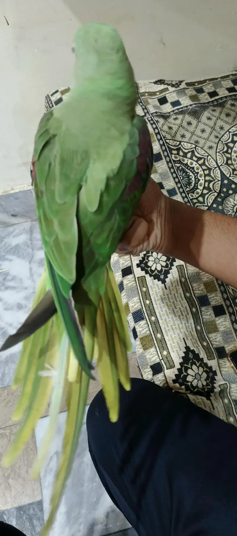 Raw parrot for sale — photo 4