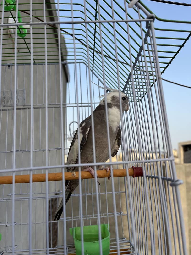 Bird cage 0