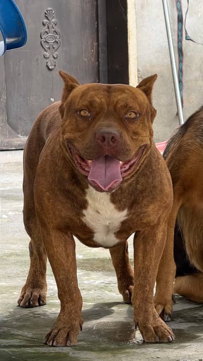 Pitbull Dog For Sale