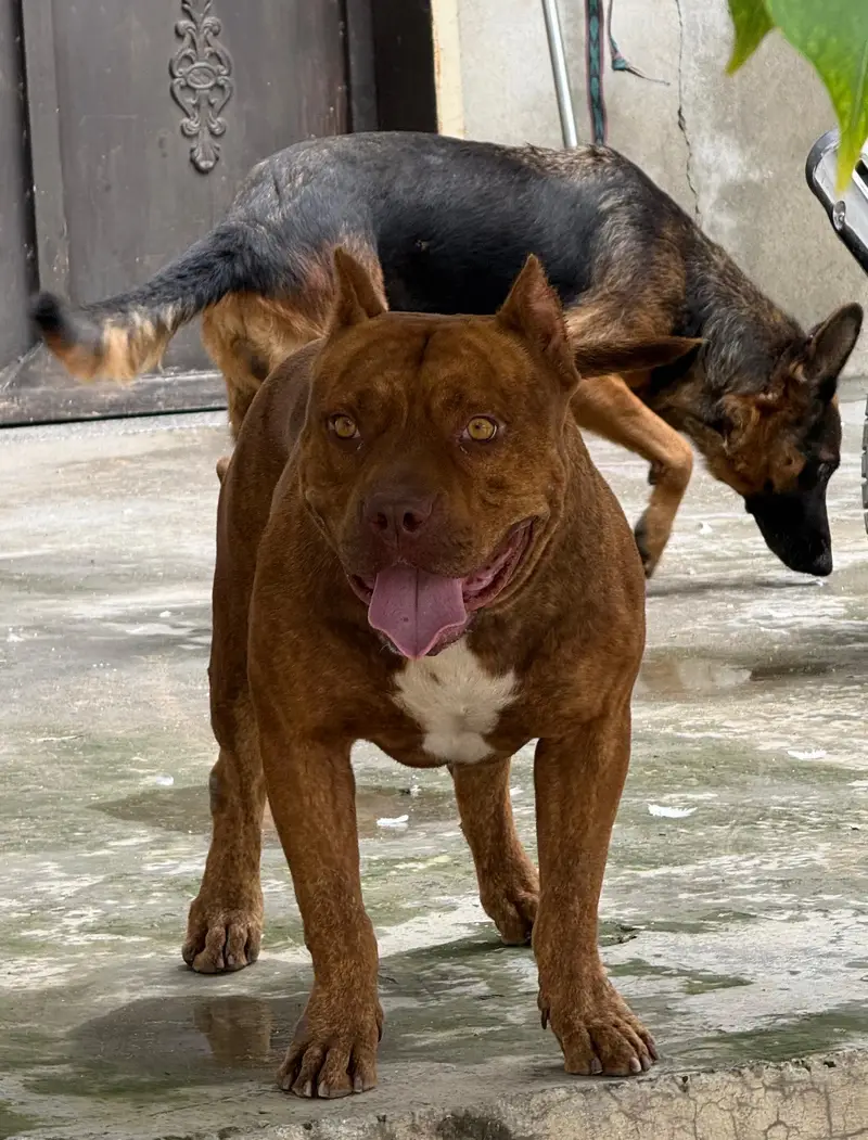 Pitbull Dog For Sale — photo 2