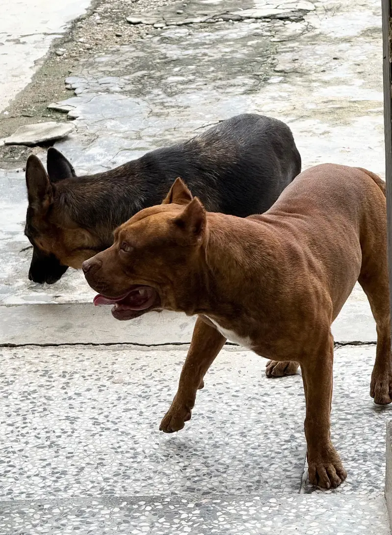 Pitbull Dog For Sale — photo 3