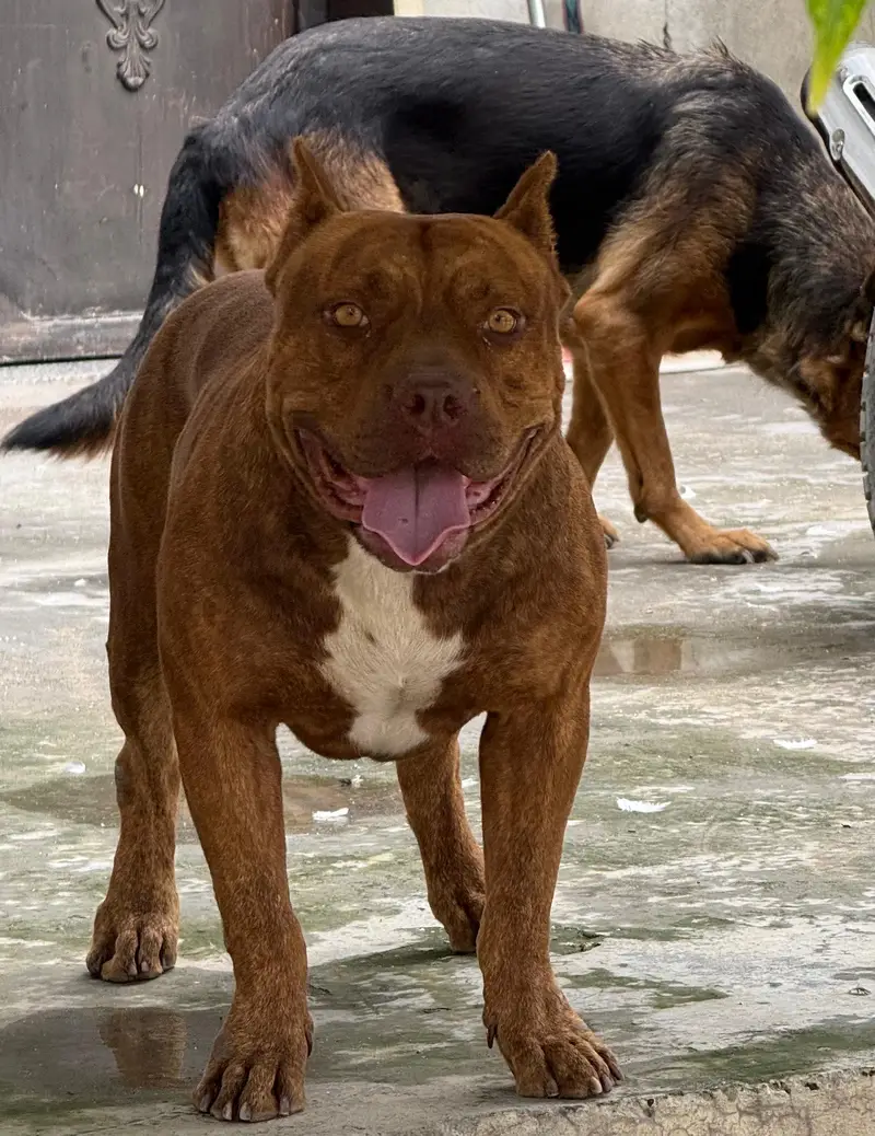 Pitbull Dog For Sale — photo 4