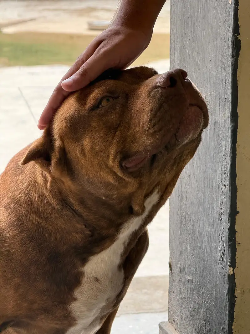 Pitbull Dog For Sale — photo 5