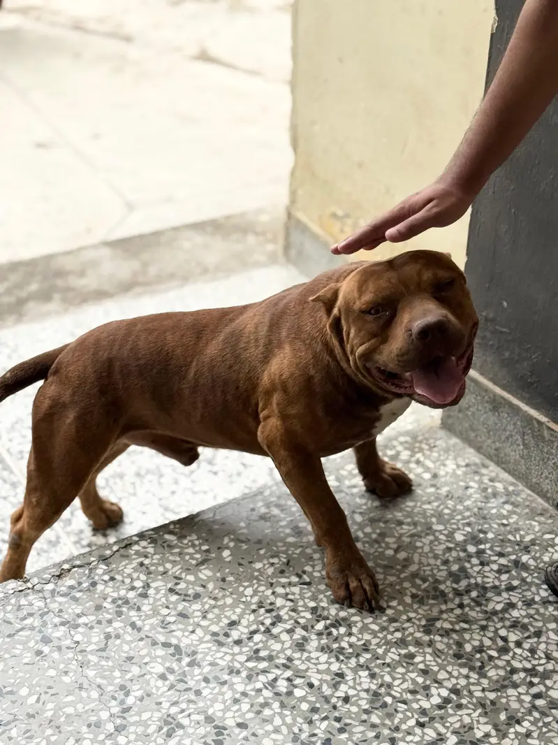 Pitbull Dog For Sale — photo 6