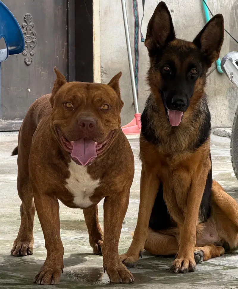 Pitbull Dog For Sale — photo 7