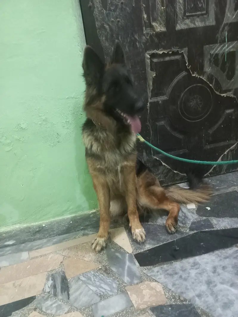 German Shepherd showclass female available for new home — photo 2