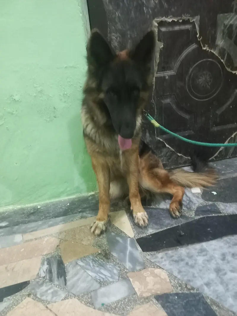 German Shepherd showclass female available for new home — photo 3