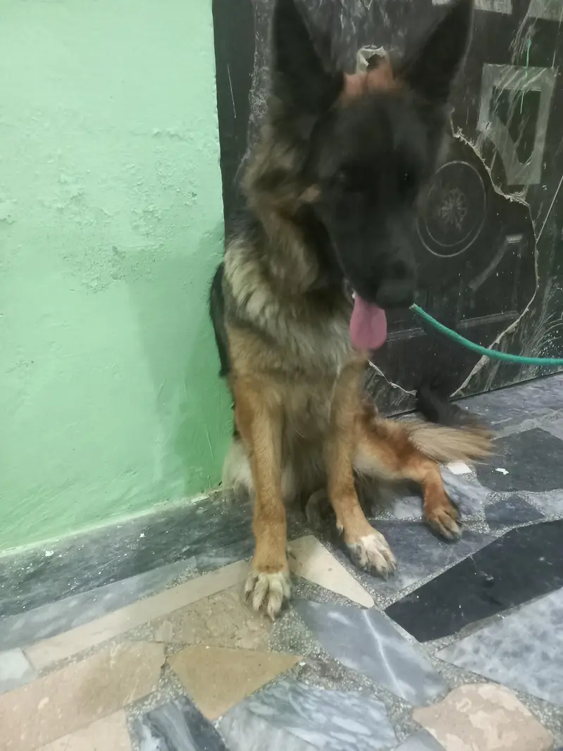 German Shepherd showclass female available for new home — photo 4