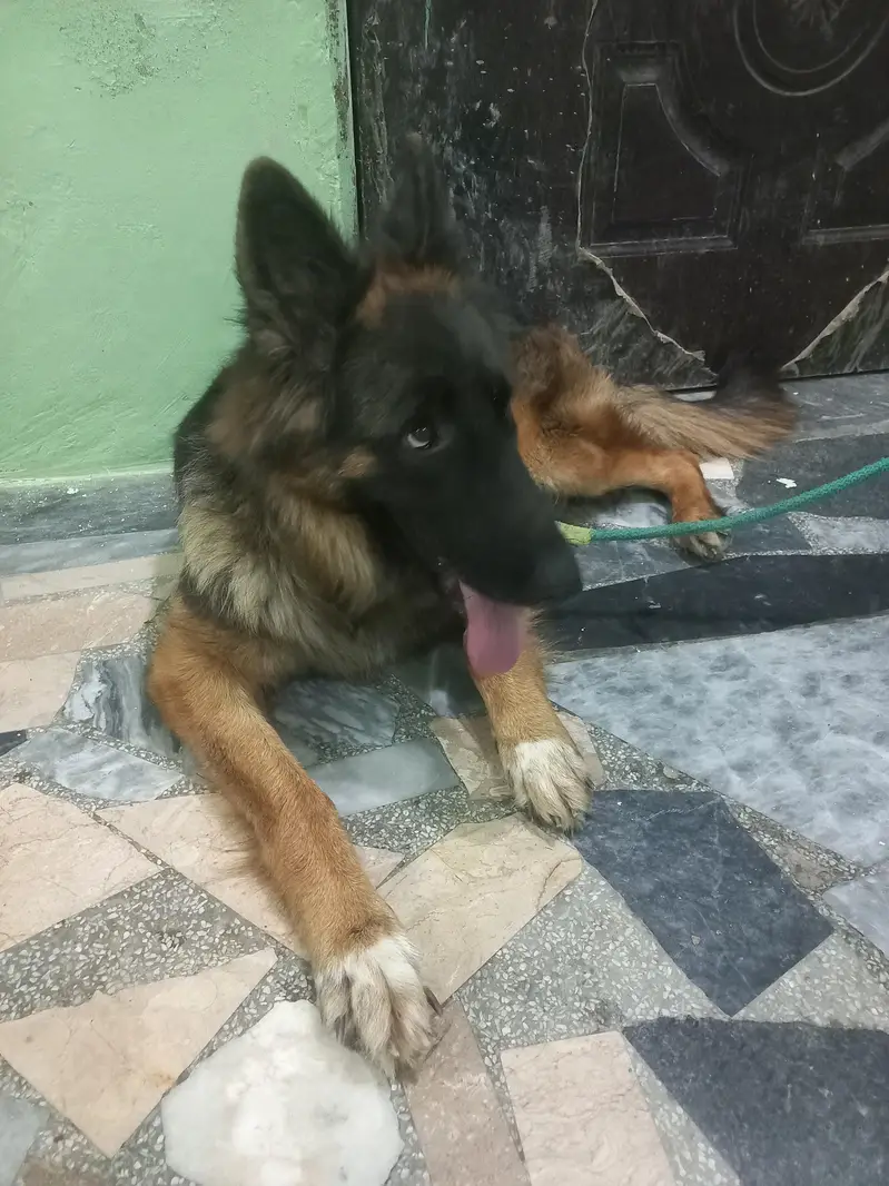 German Shepherd showclass female available for new home — photo 5
