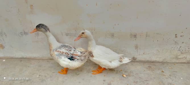 4 Month pair of 2 ducks
