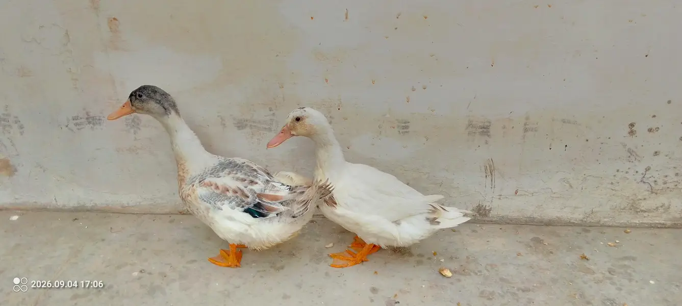 4 Month pair of 2 ducks