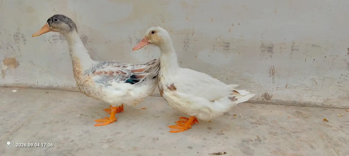 4 Month pair of 2 ducks — photo 2