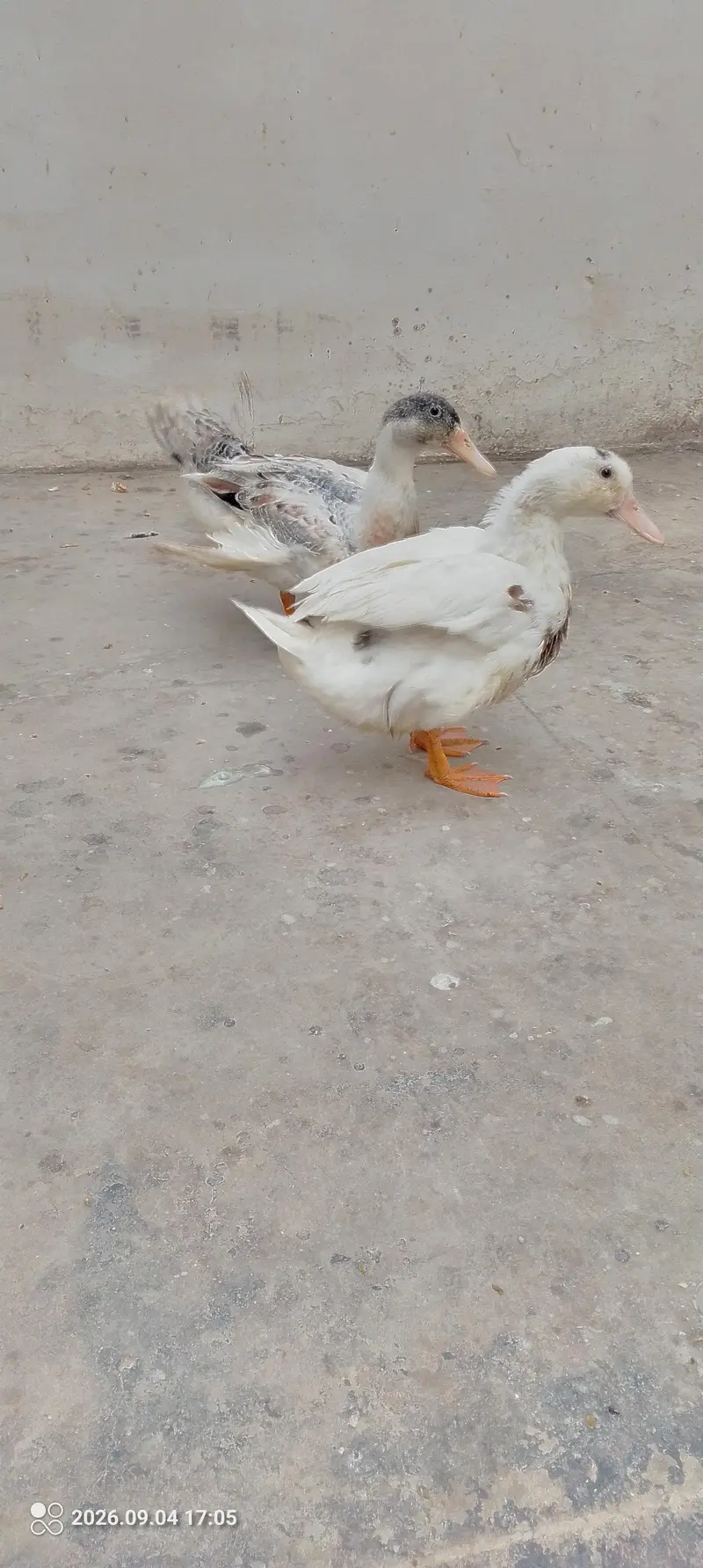 4 Month pair of 2 ducks — photo 3