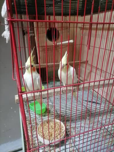 cocktail pair