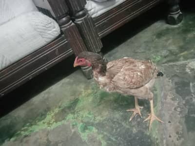 healthy and active hen for sale
