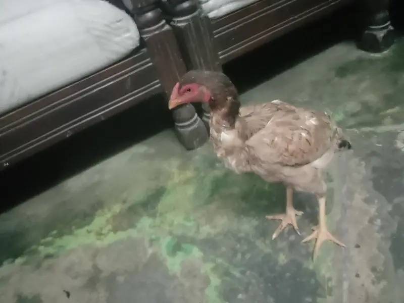 healthy and active hen for sale — photo 2