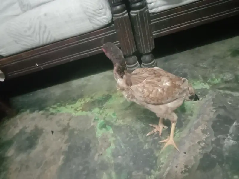healthy and active hen for sale — photo 3