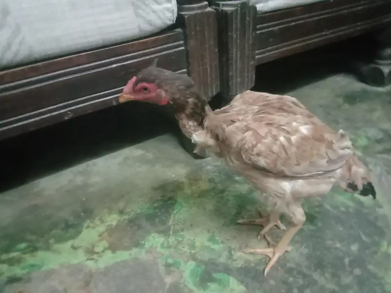 healthy and active hen for sale — photo 4