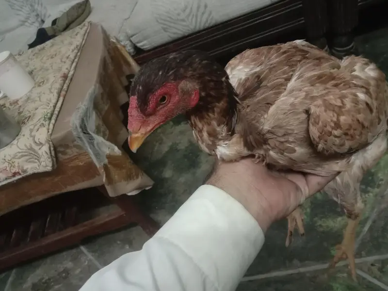 healthy and active hen for sale — photo 5