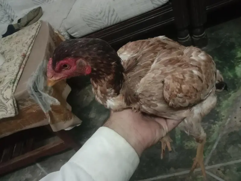healthy and active hen for sale — photo 6