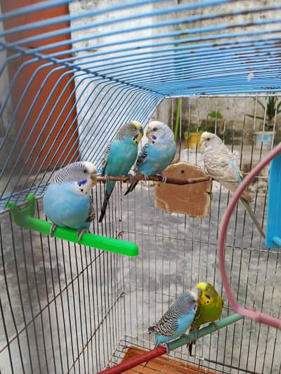 Active & Healthy Australian Breeder Parrots (Bajri Totay) with large c