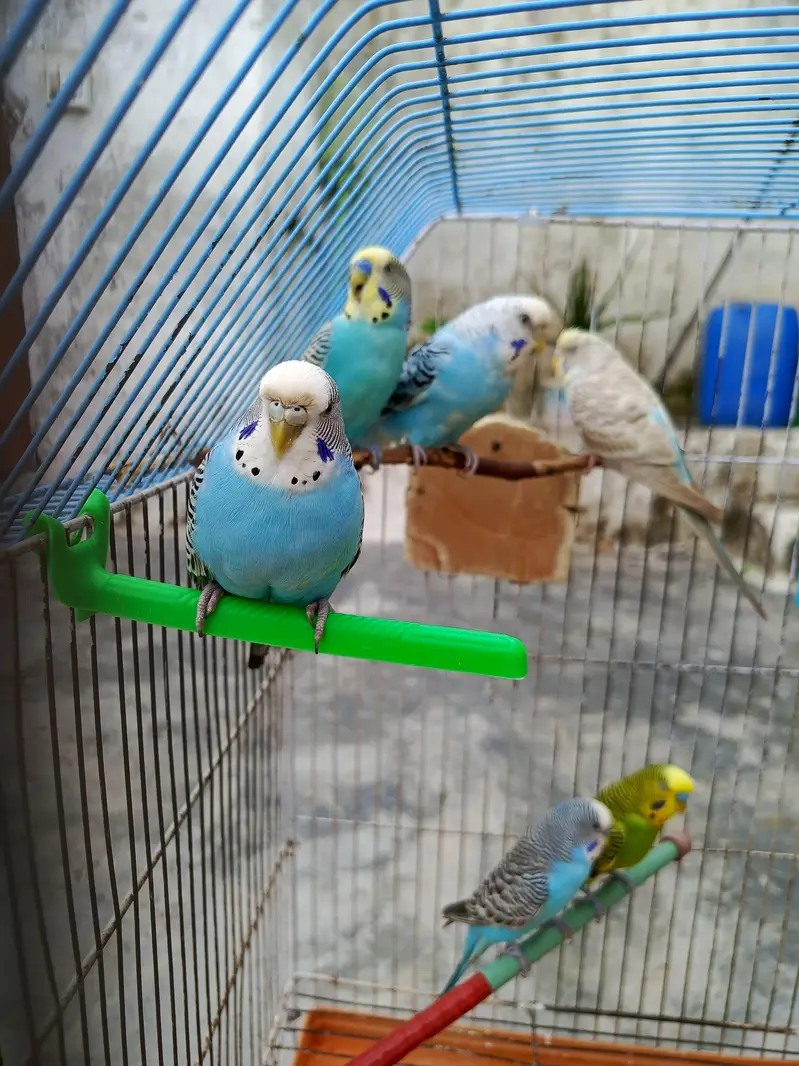 Active & Healthy Australian Breeder Parrots (Bajri Totay) with large c — photo 2