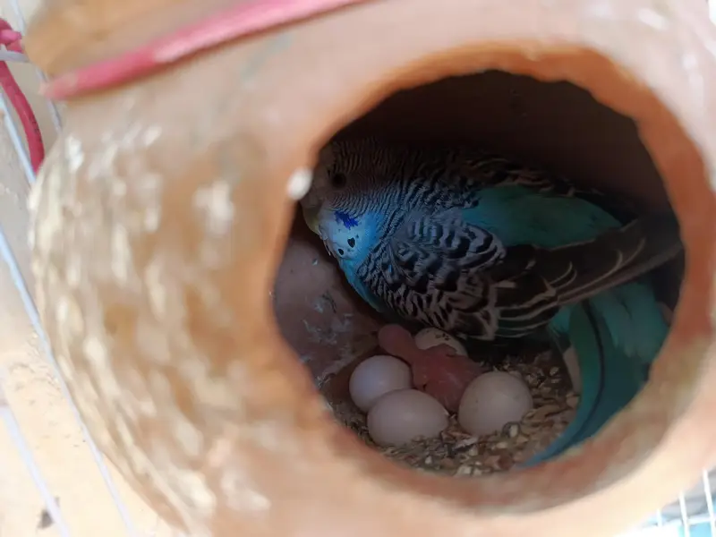 Active & Healthy Australian Breeder Parrots (Bajri Totay) with large c — photo 3