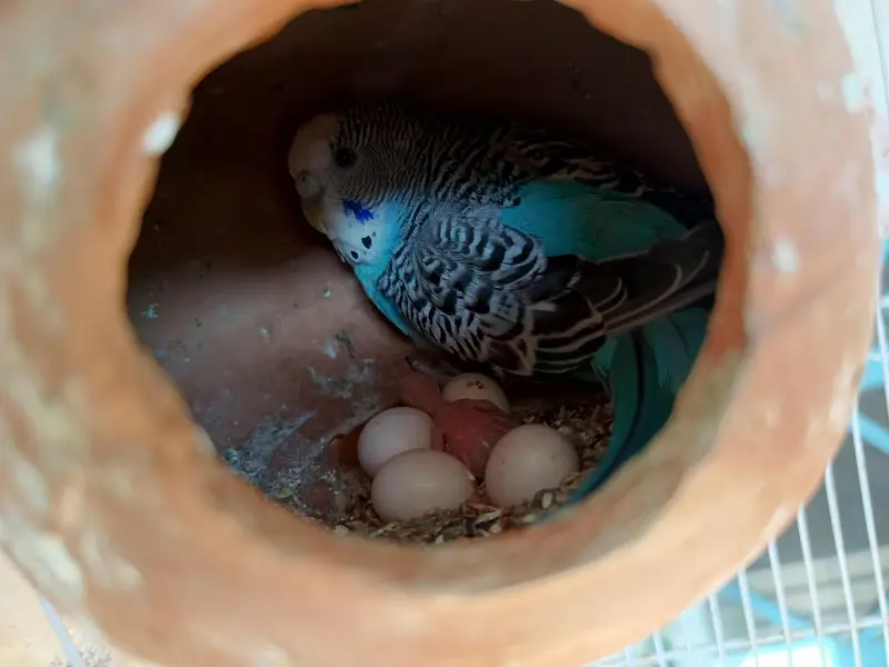 Active & Healthy Australian Breeder Parrots (Bajri Totay) with large c — photo 4