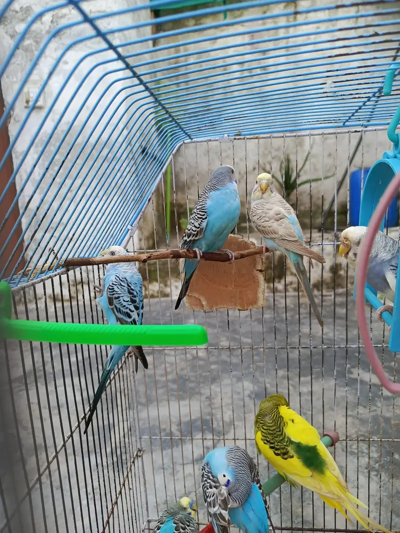 Active & Healthy Australian Breeder Parrots (Bajri Totay) with large c — photo 5