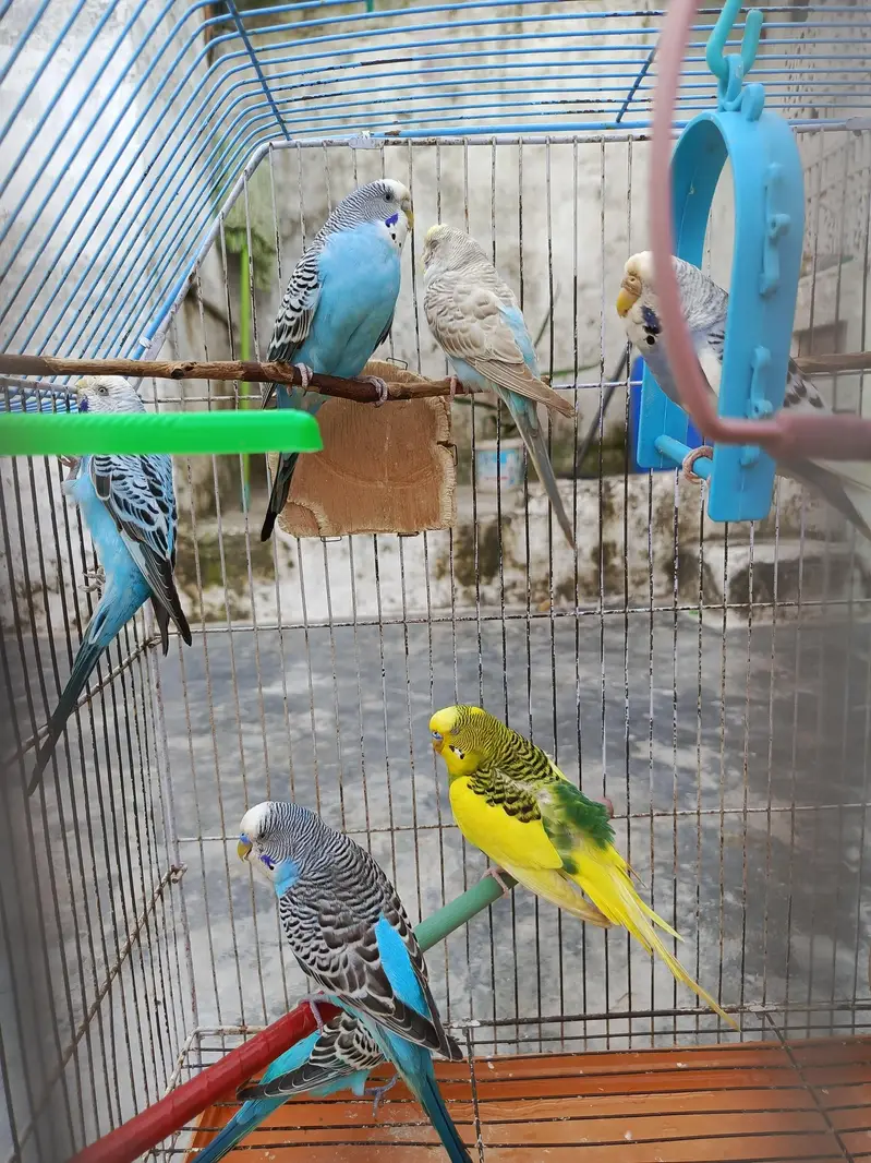 Active & Healthy Australian Breeder Parrots (Bajri Totay) with large c — photo 6