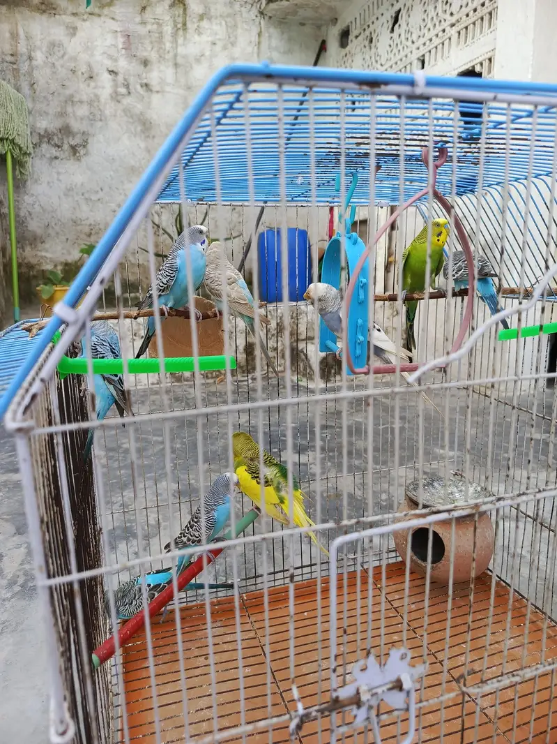 Active & Healthy Australian Breeder Parrots (Bajri Totay) with large c — photo 7