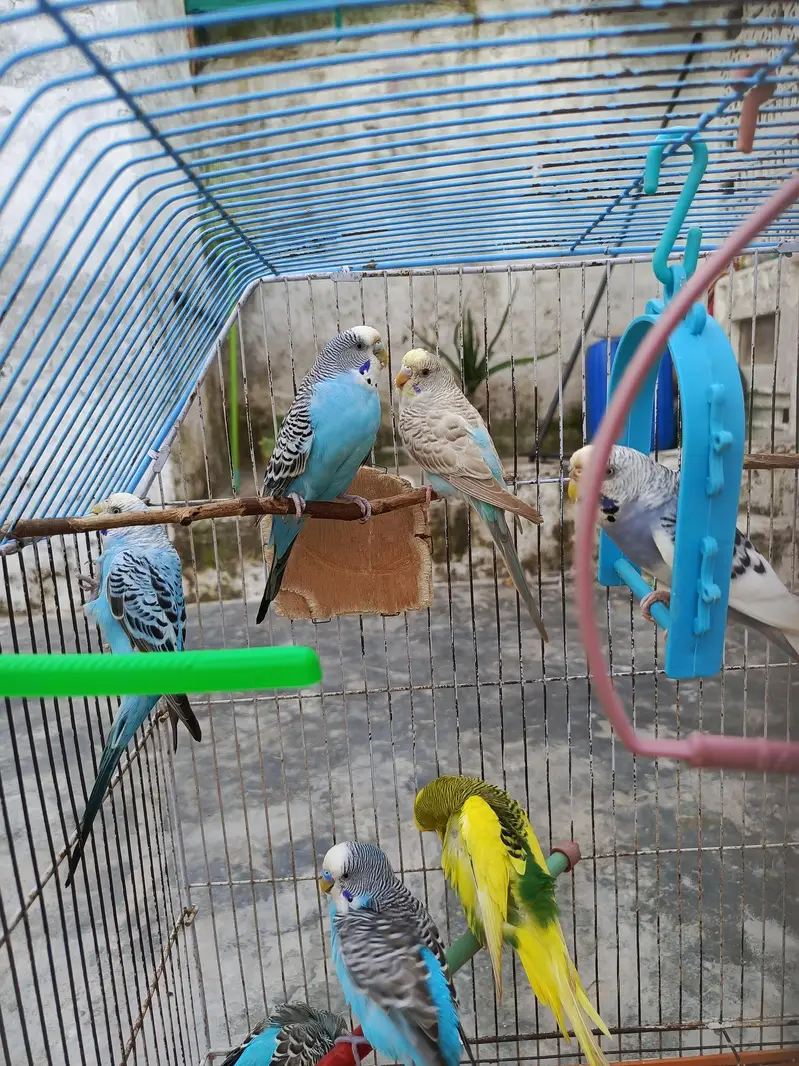 Active & Healthy Australian Breeder Parrots (Bajri Totay) with large c — photo 8