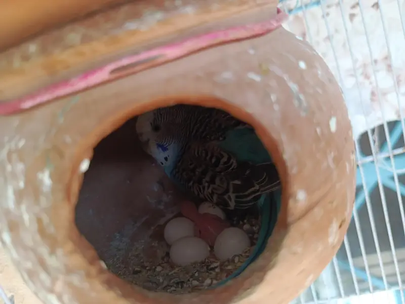 Active & Healthy Australian Breeder Parrots (Bajri Totay) with large c — photo 9