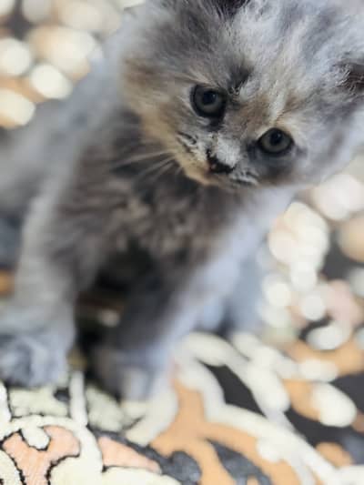 Beautiful 2 Months Old Grey Cat  | Healthy & Cute | For Sale