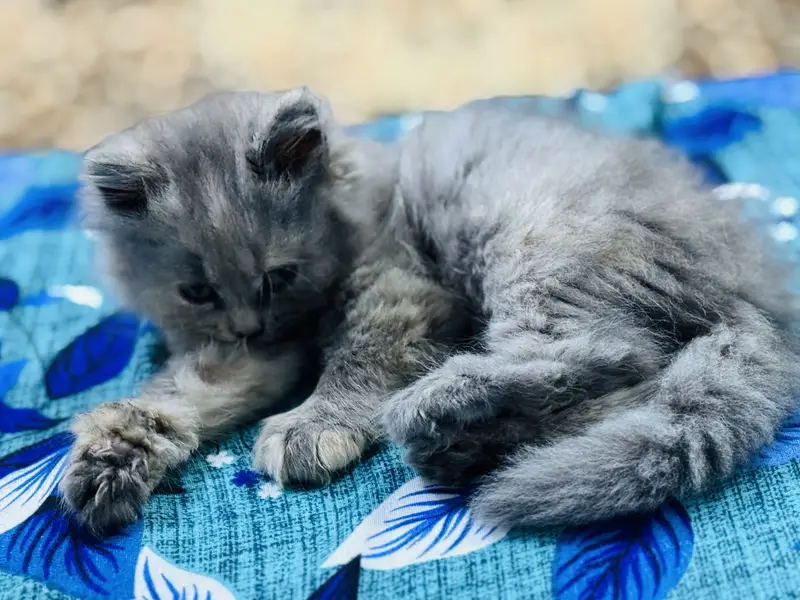 Beautiful 2 Months Old Grey Cat  | Healthy & Cute | For Sale — photo 2