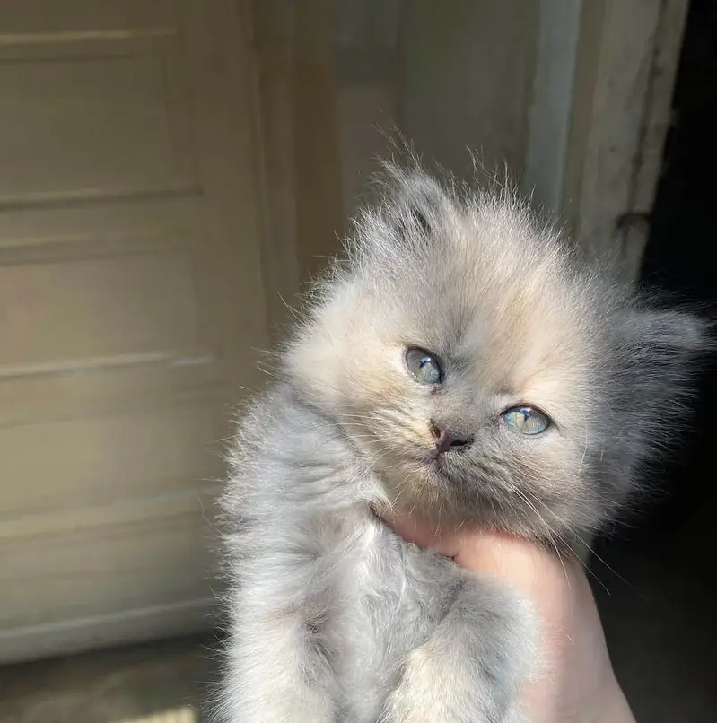 Beautiful 2 Months Old Grey Cat  | Healthy & Cute | For Sale — photo 3