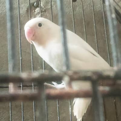 2 female albino and Rosie koki