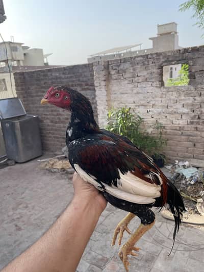 Aseel pathaa for sale