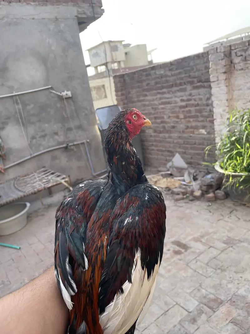 Aseel pathaa for sale — photo 3