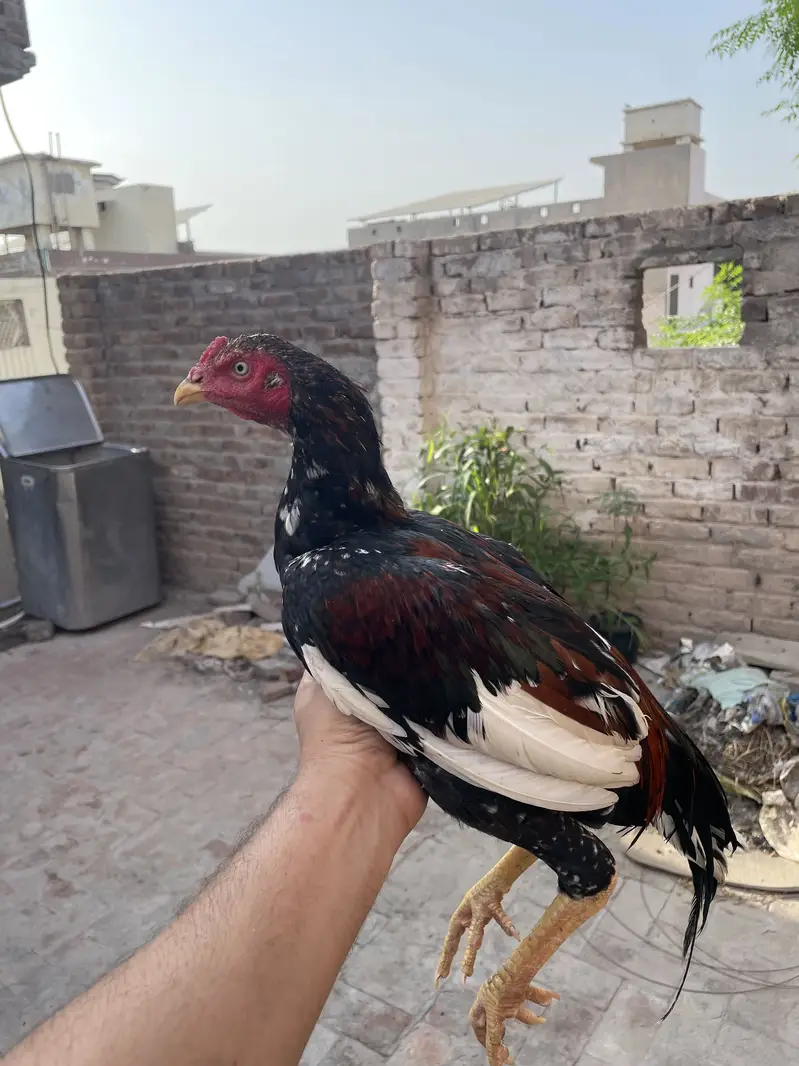 Aseel pathaa for sale — photo 4